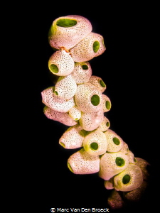 greenspots by Marc Van Den Broeck 